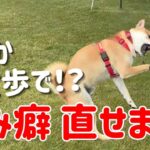 【犬しつけ】柴犬の甘噛みをやめさせたい！【噛みつき】【散歩】【噛み癖】