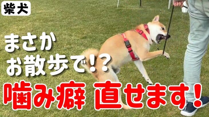 【犬しつけ】柴犬の甘噛みをやめさせたい！【噛みつき】【散歩】【噛み癖】