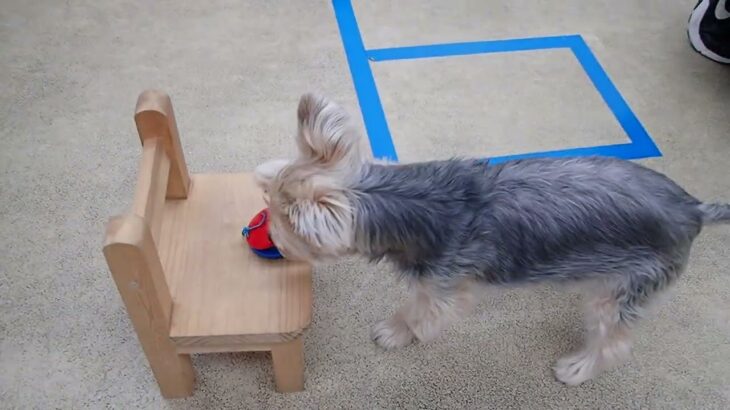 犬の幼稚園 シナモンくんとトレーニング