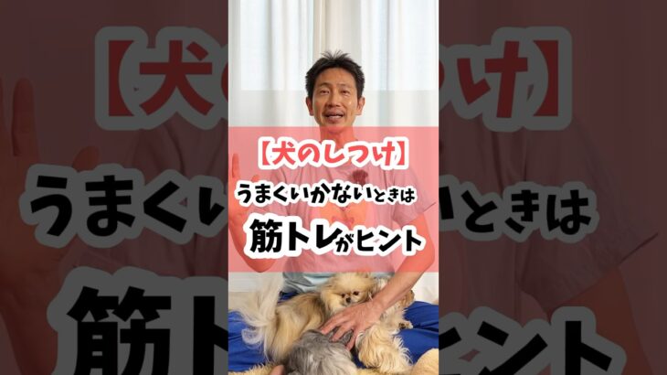 犬のしつけが上手くいかない時は、筋トレがヒントに #犬 #犬のしつけ #犬のいる暮らし