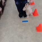 犬の幼稚園 にこまるくんとトレーニング