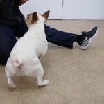 犬の幼稚園 はなちゃんとトレーニング