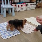 犬の幼稚園 花ちゃんとトレーニング