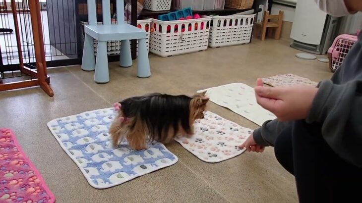 犬の幼稚園 花ちゃんとトレーニング