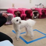 犬の幼稚園 源くんとトレーニング