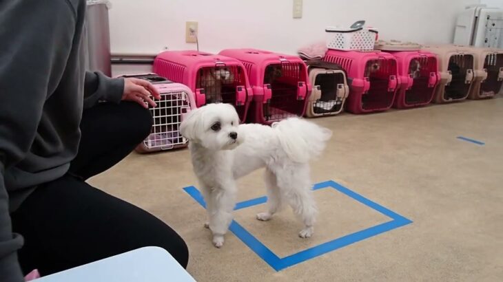 犬の幼稚園 源くんとトレーニング