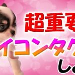 犬のしつけの基本　アイコンタクトの教え方をチワワと実演！