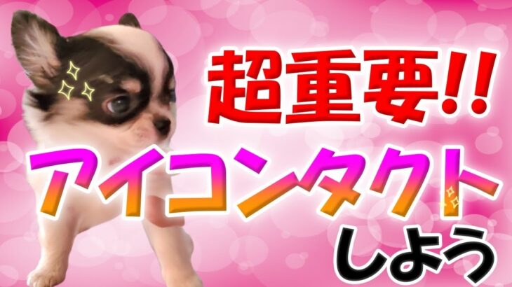 犬のしつけの基本　アイコンタクトの教え方をチワワと実演！