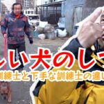 【パンク町田が教える】正しい犬のしつけ【上手い訓練士と下手な訓練士の違いとは？】