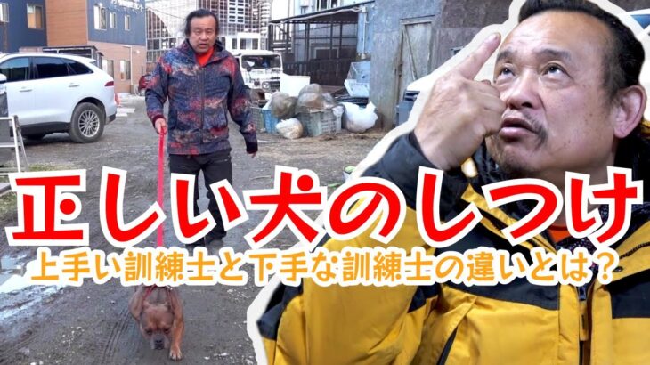 【パンク町田が教える】正しい犬のしつけ【上手い訓練士と下手な訓練士の違いとは？】