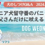 犬とのよりそいチャンネル【中西典子】