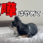 【飼い主妄想劇場】犬のトイレのしつけについて家族で揉めてしまいました。