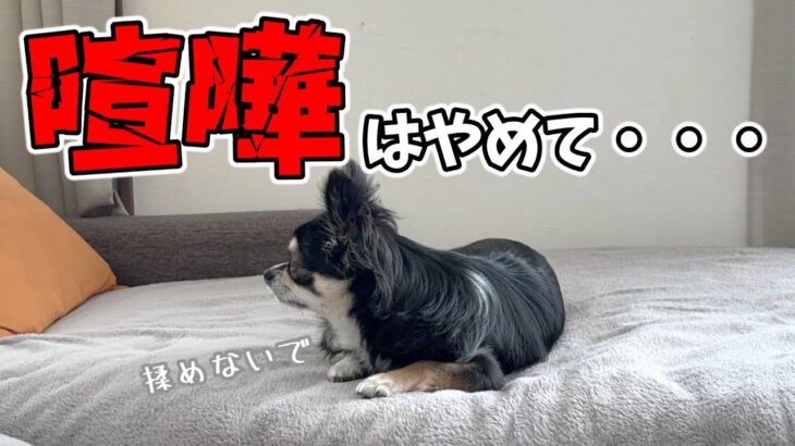 【飼い主妄想劇場】犬のトイレのしつけについて家族で揉めてしまいました。