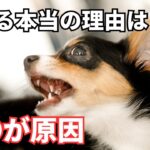 【要注意】犬が吠える理由と対策を徹底解説