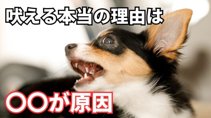 【要注意】犬が吠える理由と対策を徹底解説