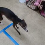 犬の幼稚園 れもんちゃんとトレーニング