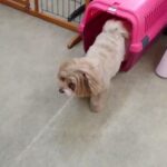 犬の幼稚園 ぺぺちゃんとトレーニング