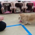 犬の幼稚園 凜ちゃんとトレーニング