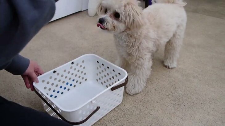 犬の幼稚園 空ちゃんとトレーニング