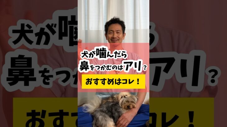 犬が噛んだら鼻を掴んで怒るのはアリ？オススメの方法はコレ #犬 #犬のしつけ #犬のいる暮らし