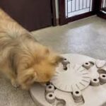 犬の幼稚園 くるみちゃんとトレーニング