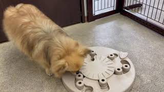 犬の幼稚園 くるみちゃんとトレーニング