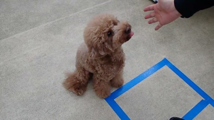 犬の幼稚園 たろうくんとトレーニング