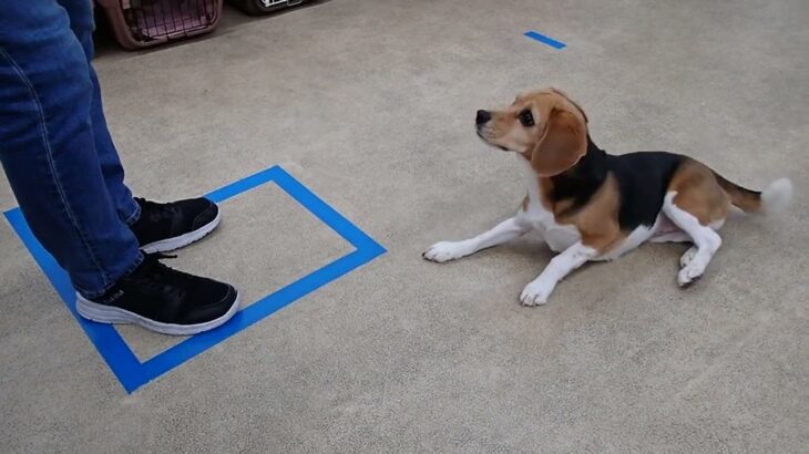 犬の幼稚園 ビオタンちゃんとトレーニング