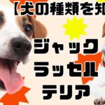 【犬の種類を知ろう】ジャック・ラッセル・テリア