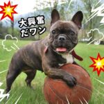 「小型犬飼育のプロが教える！しつけ&トレーニングのコツ」