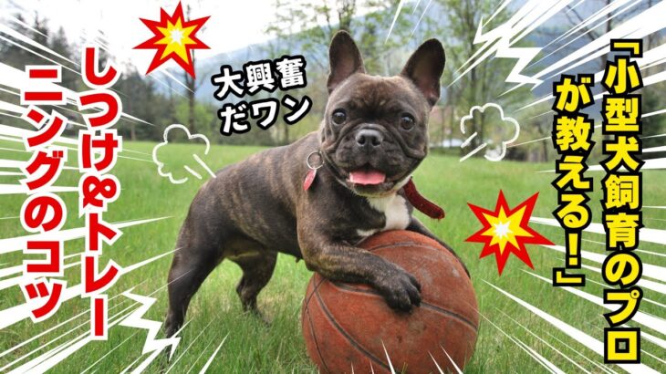 「小型犬飼育のプロが教える！しつけ&トレーニングのコツ」