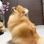 【しつけ】無駄吠えをなくすにはこれが１番！犬って頭がいいからね！