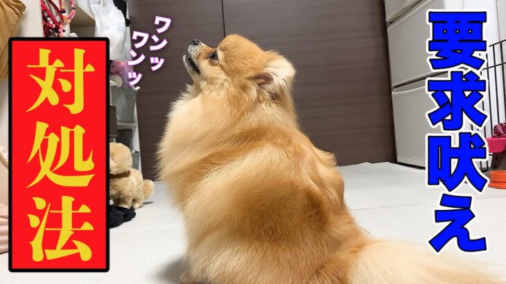 【しつけ】無駄吠えをなくすにはこれが１番！犬って頭がいいからね！