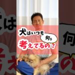 犬はいつも何を考えてるの？ #犬 #犬飼いたい #犬のしつけ