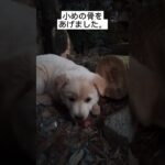 犬のしつけ