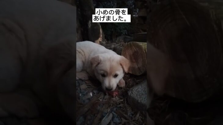 犬のしつけ