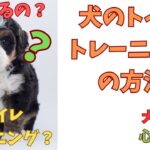 犬のトイレトレーニング