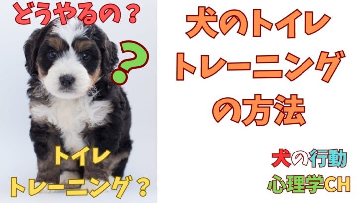 犬のトイレトレーニング