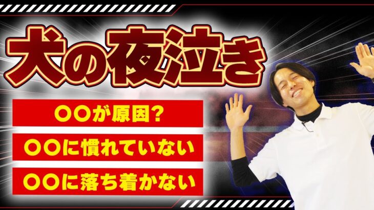 【子犬老犬しつけ】犬の夜泣きはこの手順でチェック・改善！