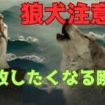 知らないと損する!狼犬の魅力と本能、そしてポイント　＃wolf ＃dog ＃狼 ＃狼犬 ＃犬