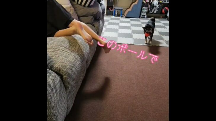 愛犬可愛すぎるww#豆柴#柴犬#黒柴#問題犬#しつけ訓練中#犬おもしろ動画#しばすたぐらむ#黒柴好きな人と繋がりたい#豆柴のいる暮らし#short