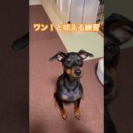 かわいいワン（キャン）  #いぬ #しつけ #ミニチュアピンシャー  #1歳