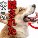 本当の気持ちはコレ！犬が人の手や顔をなめる驚きの理由10選！