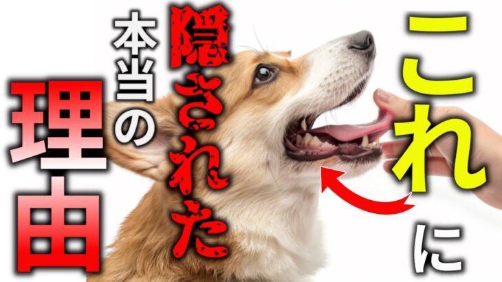 本当の気持ちはコレ！犬が人の手や顔をなめる驚きの理由10選！