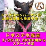 ドギステライブ 2024/3/25/ 犬具から始める動物福祉/ 犬のしつけ・問題行動・犬の心理学・犬の行動学・ドッグビヘイビアリスト