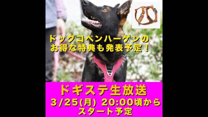 ドギステライブ 2024/3/25/ 犬具から始める動物福祉/ 犬のしつけ・問題行動・犬の心理学・犬の行動学・ドッグビヘイビアリスト