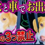 【危険】愛犬と車でお出かけするときにやってはいけないこと3選【プロドッグトレーナー】