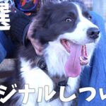 【犬が来て32ヶ月】初心者でもできた！独自のボーダーコリーしつけ術5選まとめ…！！！