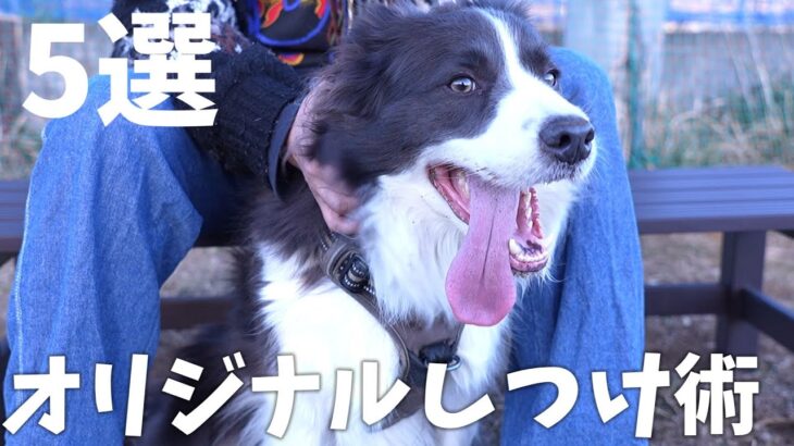 【犬が来て32ヶ月】初心者でもできた！独自のボーダーコリーしつけ術5選まとめ…！！！