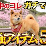 【有料級】犬の散歩の便利アイテム5選！プロドッグトレーナー推薦！